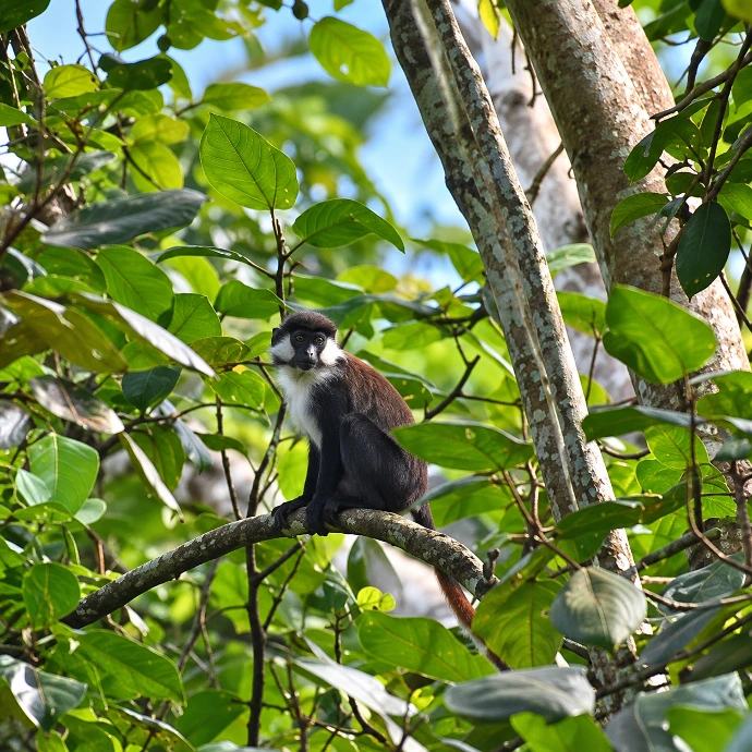 Monkey in the trees of Kibale Forest Uganda
