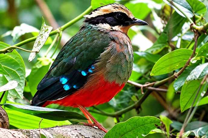 Birdwatching near Kibale National Park Uganda