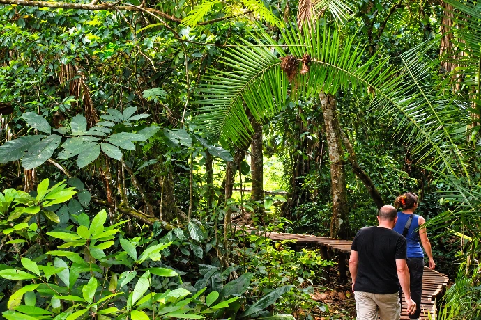 Tropical rainforest scenery in Kibale National Park
