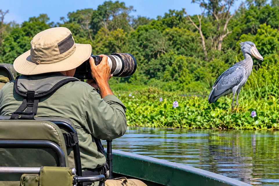 Birdwatching safari with a shoebill in Uganda