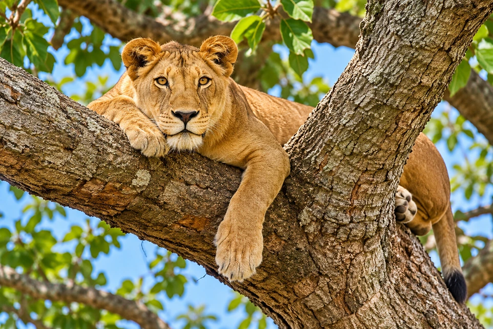 Lion resting in a tree in Queen Elizabeth National Park, Uganda