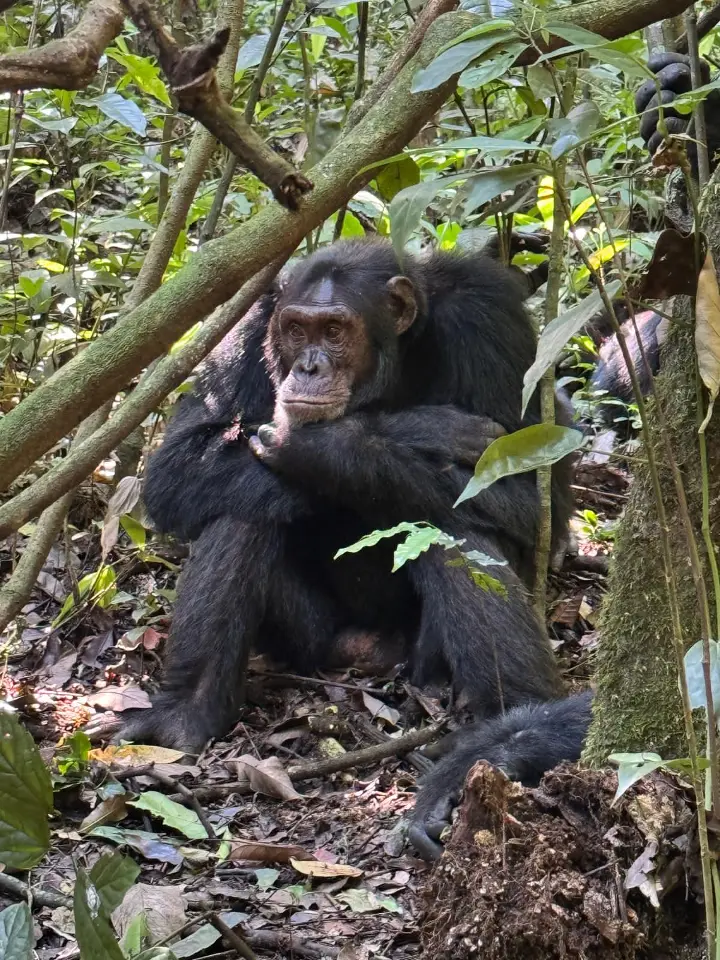 Kibale forest chimpanzee trekking