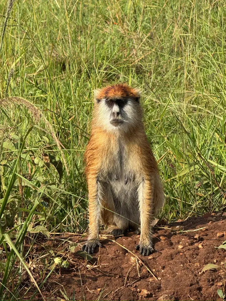 Monkeys of kibale forest