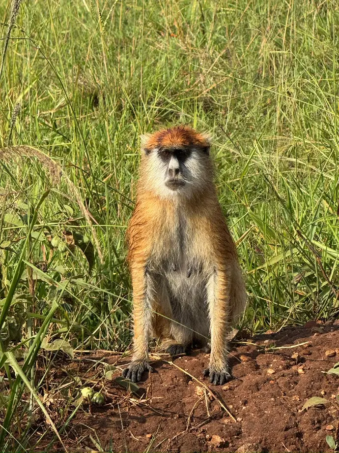 uganda monkeys at kibale forest