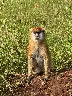 kibale primates