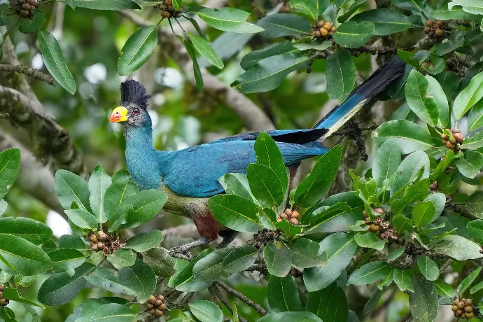 bird watching at kibale forest uganda