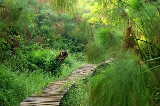 bigodi sanctuary little monkey camp
